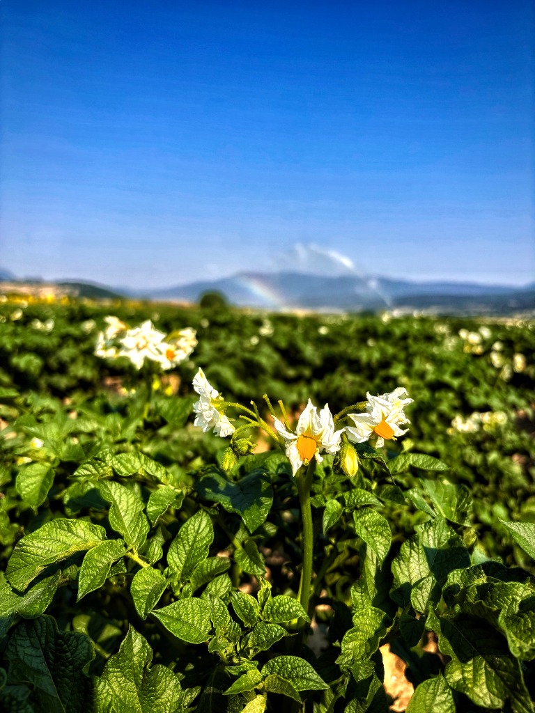 Картофи за семе